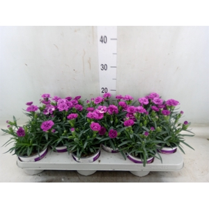 Dianthus  'Diantica Purple Wedding'