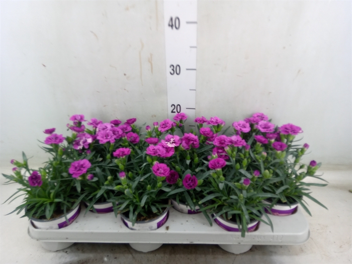 <h4>Dianthus  'Diantica Purple Wedding'</h4>