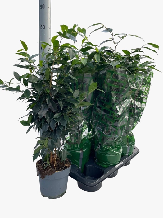 <h4>FIC BE DANIELLE</h4>