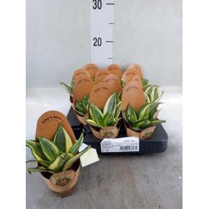 Sansevieria trifa. 'Golden Hahnii'