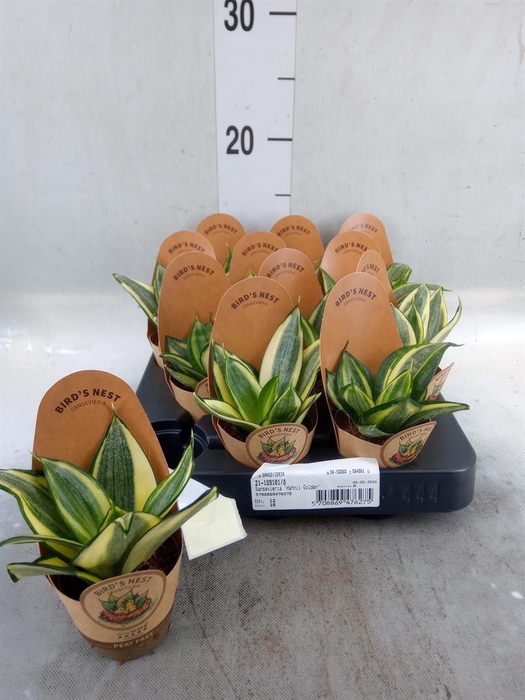 <h4>Sansevieria trifa. 'Golden Hahnii'</h4>