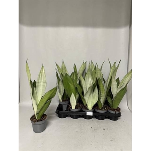 Sansevieria trif. Moonshine