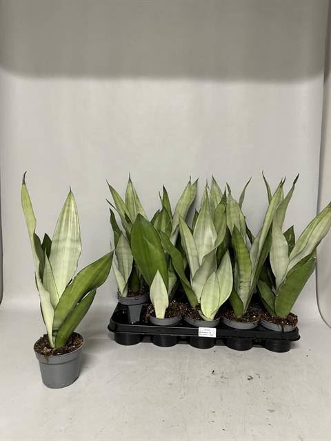 <h4>Sansevieria trif. Moonshine</h4>