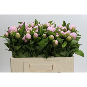 Paeonia Pink Vanguard