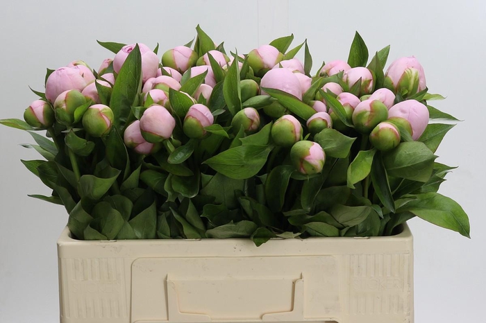 <h4>Paeonia (Herb. Hybrid Grp) 'Pink Vanguard'</h4>