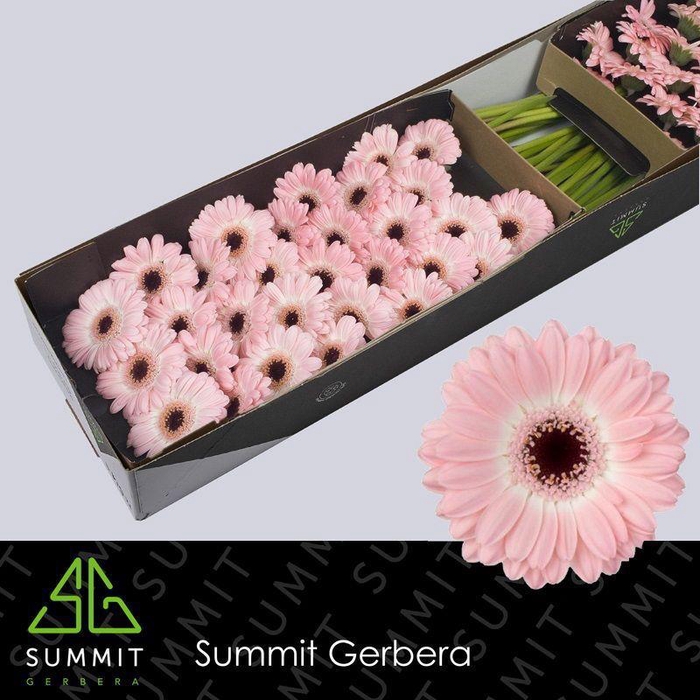 <h4>GE MI DIXON</h4>