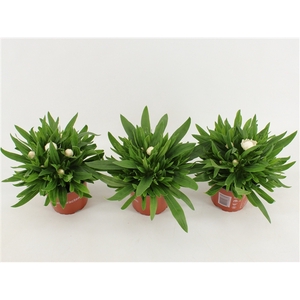 Bracteantha Dreamtime Jumbo White