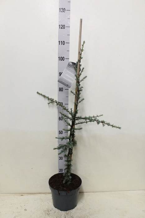 <h4>Cedrus libani 'Glauca'</h4>