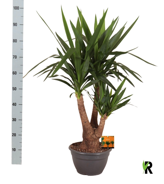 <h4>YUC ELEPHANTIPES</h4>