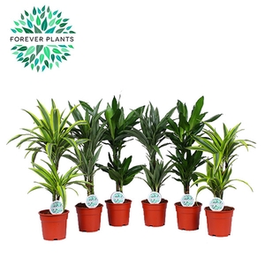 Dracaena frag. overig