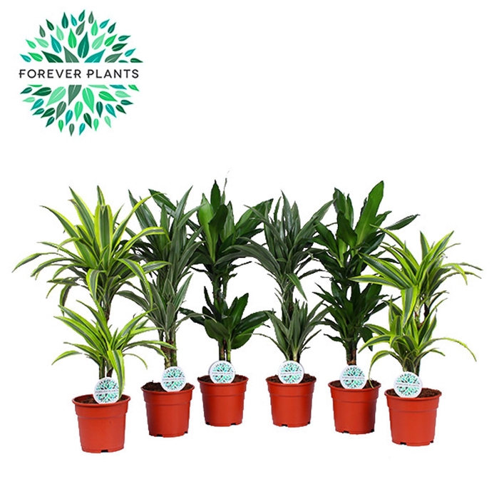 <h4>Dracaena frag. overig</h4>