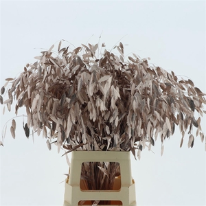 Chasmantium Klb Champagne