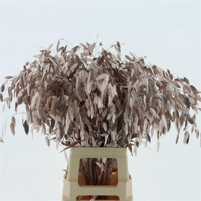 <h4>Chasmantium Klb Champagne</h4>