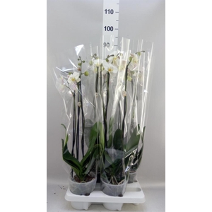 Phalaenopsis   ...white