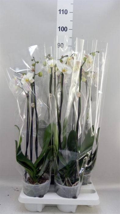 <h4>Phalaenopsis   ...white</h4>