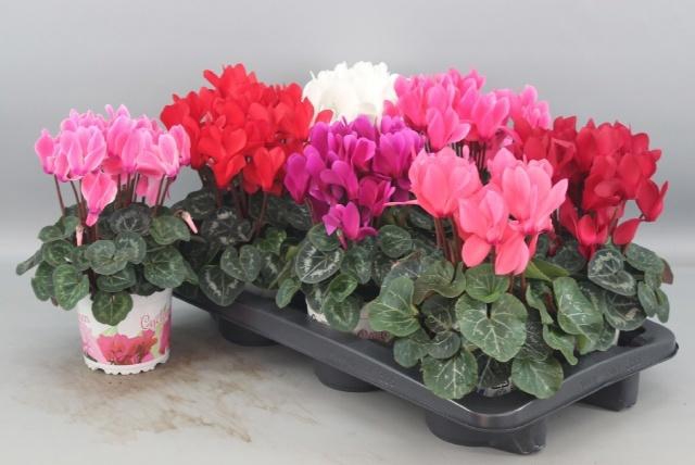 <h4>CYCL GR SUP XL</h4>