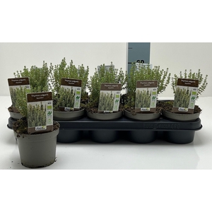 THYM VULGARIS