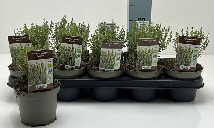 <h4>THYM VULGARIS</h4>