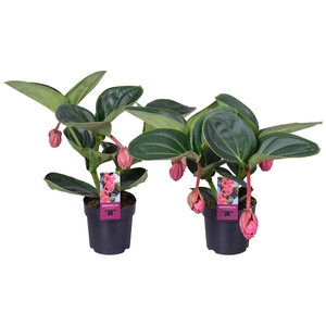 Medinilla Magnifica Lambada 2 etage 3/4 knop