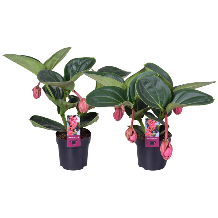 <h4>Medinilla Magnifica Lambada 2 etage 3/4 knop</h4>