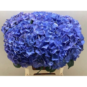 Hort Beautiful Delft Blauw