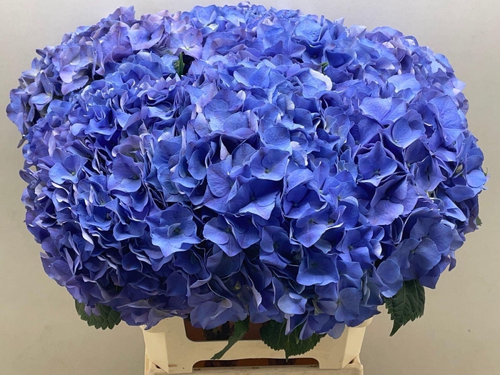 <h4>Hort Beautiful Delft Blauw</h4>