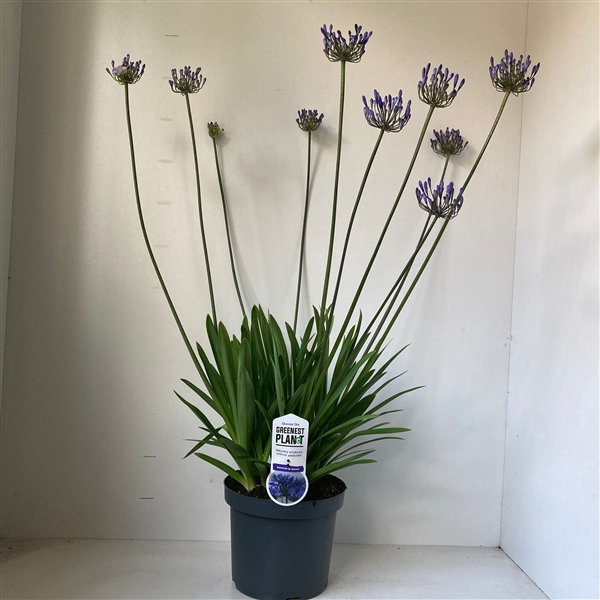<h4>Agapanthus 'Dr Brouwer'</h4>