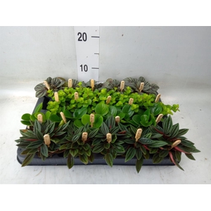 Peperomia   ...mix