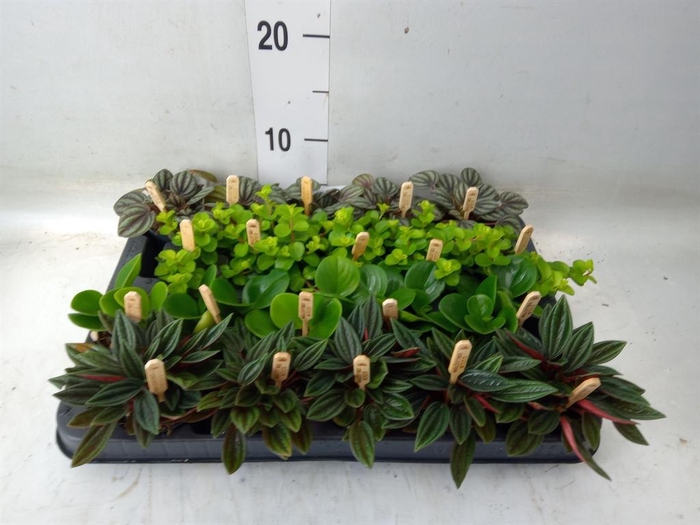 <h4>Peperomia   ...mix</h4>