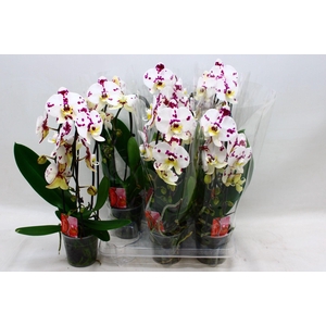PHAL EL CASCADE