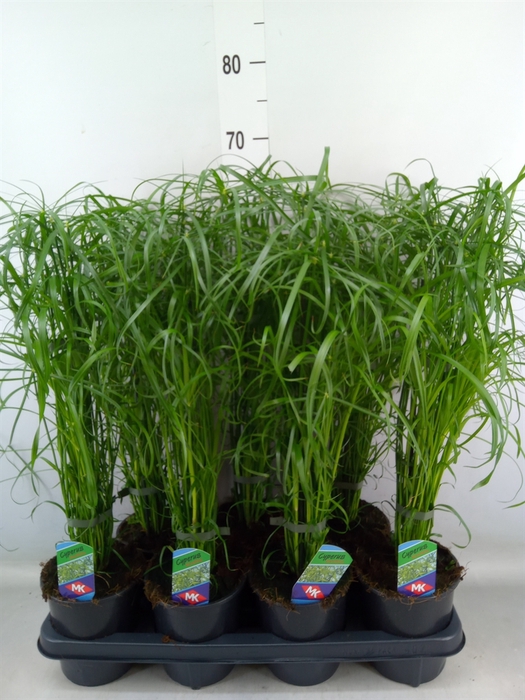 <h4>Cyperus alternifolius</h4>