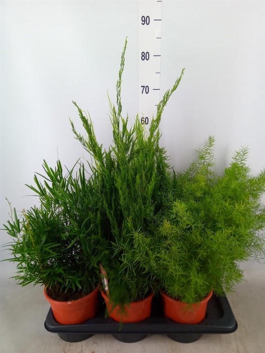 <h4>Asparagus ...mix 3</h4>