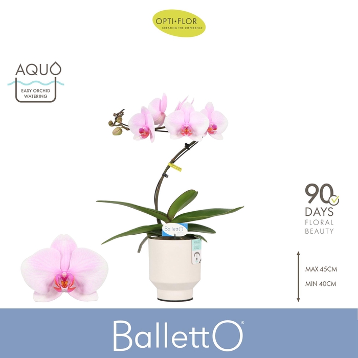 <h4>Balletto Curl 1 spike in Emilia White Aquo</h4>