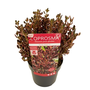 Coprosma rep. 'Pacific Dawn'