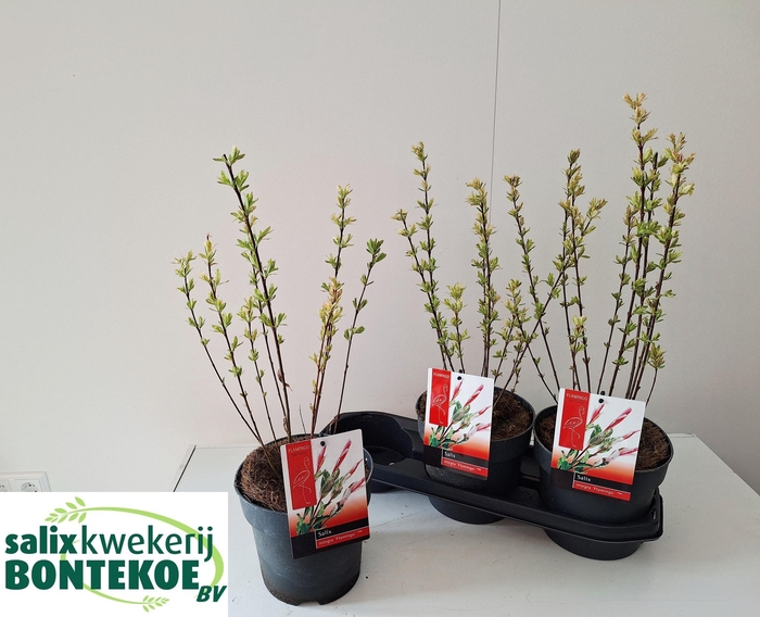 <h4>SALIX IN FLAMINGO</h4>