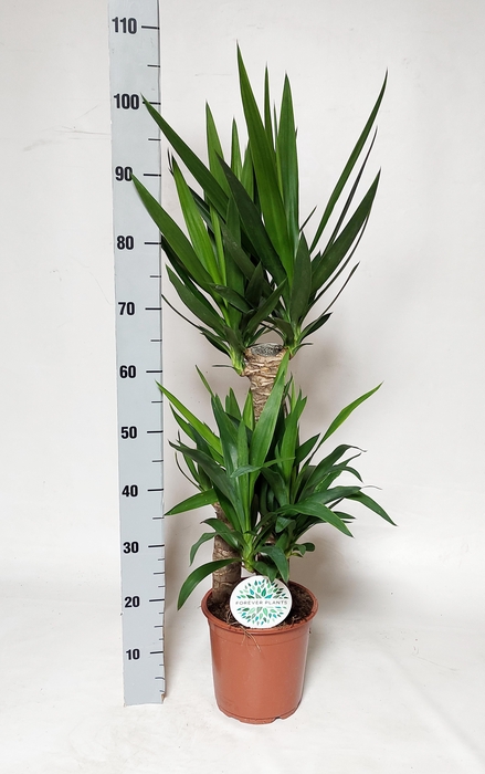 <h4>YUCCA</h4>