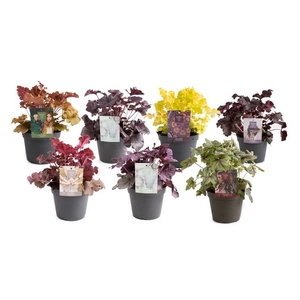 Heuchera Indian Summer Mixlaag