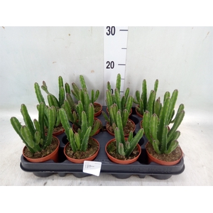 Stapelia leendertziae