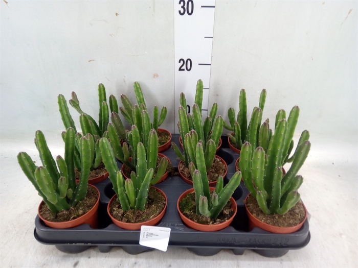 <h4>Stapelia leendertziae</h4>