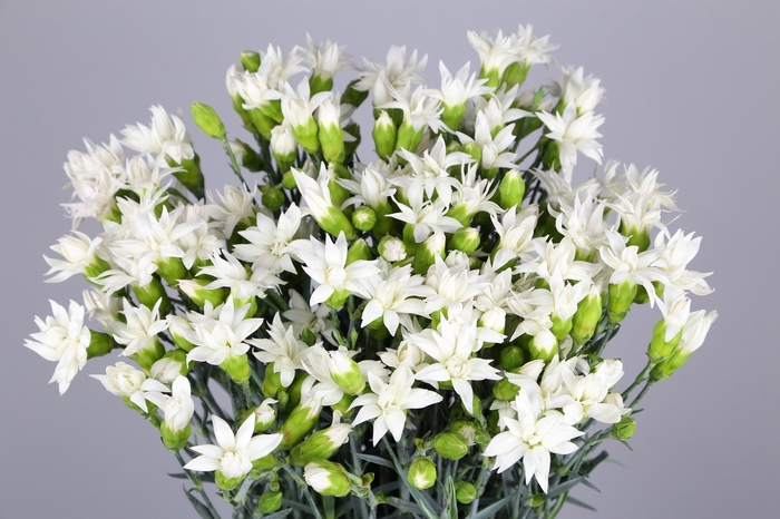 Dianthus Spray Tessino Snow