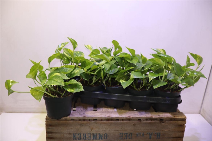 <h4>Epipr Aureum</h4>