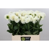 Dahlia Boom Boom White