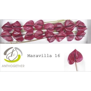 Anthurium Maravilla