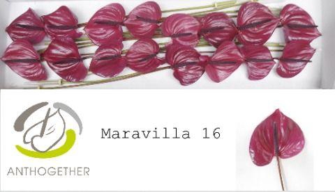 <h4>Anthurium Maravilla</h4>