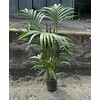 Howea forsteriana