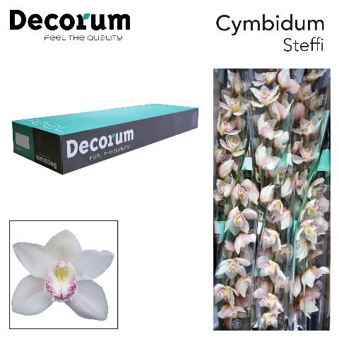 <h4>CYMB T STEFFI Decorum 60cm.</h4>