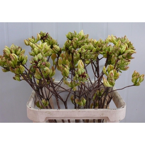 Rhodo ( Azalea ) Lemon 80cm P Stem