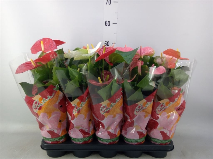 <h4>Anthurium   ...mix 4</h4>