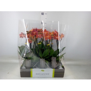 Phalaenopsis multi.   ...orange