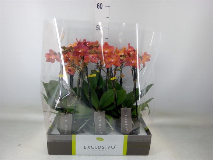 <h4>Phalaenopsis multi.   ...orange</h4>